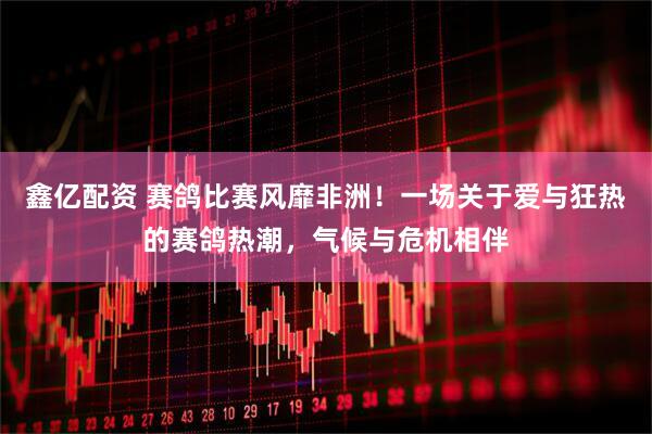 鑫亿配资 赛鸽比赛风靡非洲！一场关于爱与狂热的赛鸽热潮，气候与危机相伴